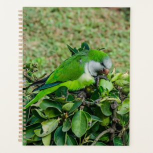 Green parrot planner