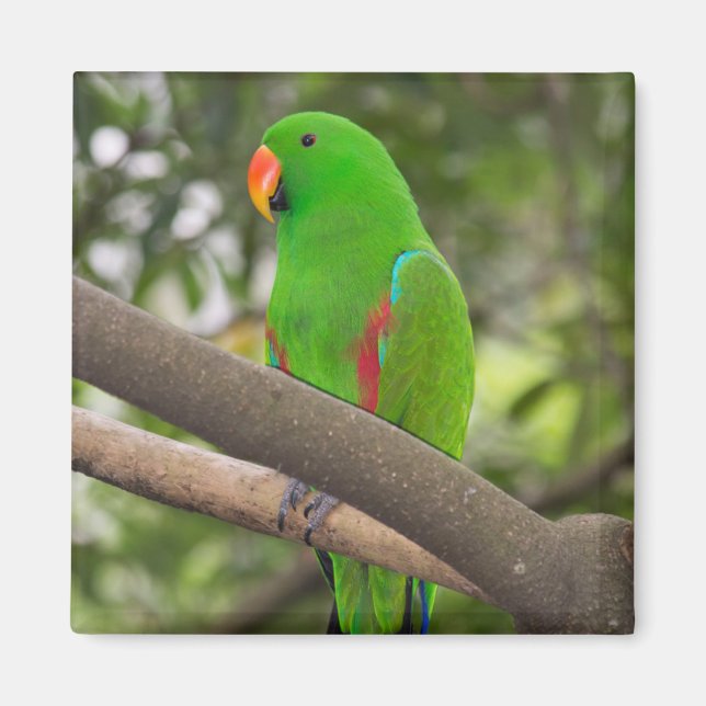 Green Parrot Portrait Magnet (Front)