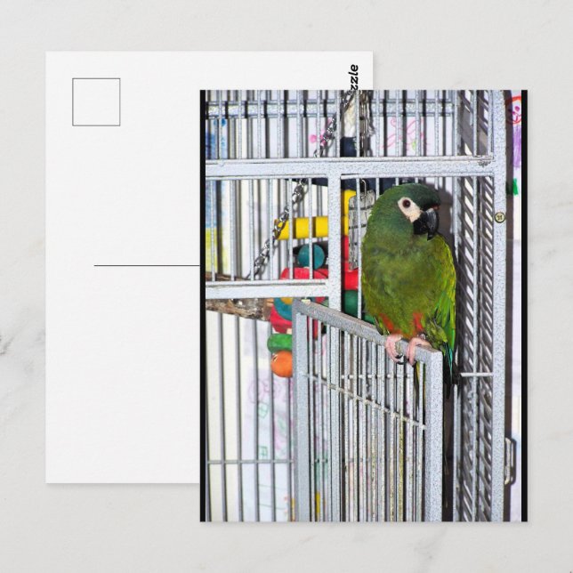 Green Parrot Portrait Postcard (Front/Back)