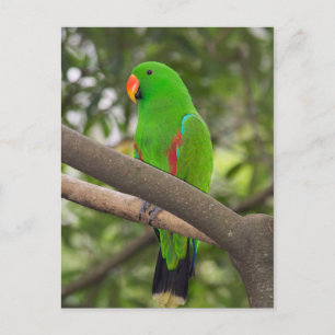 Green Parrot Portrait Postcard