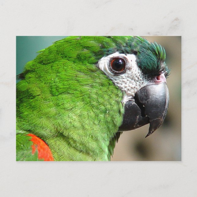 Green Parrot Postcard (Front)