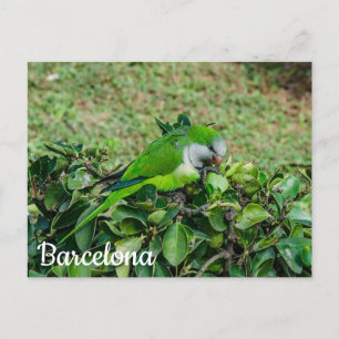 Green parrot postcard