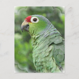 Green Parrot Postcard