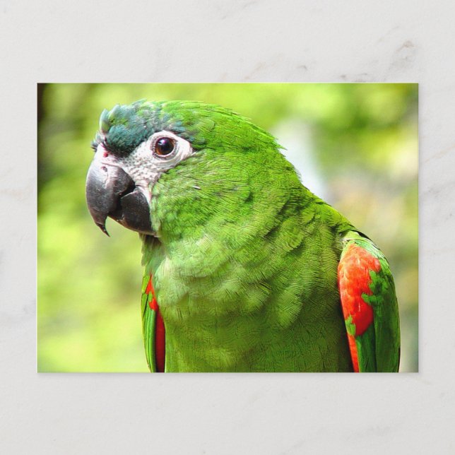 Green Parrot Postcard 2 (Front)