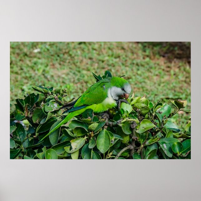 Green parrot poster (Front)
