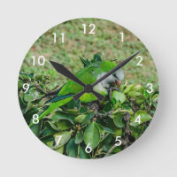 Green parrot