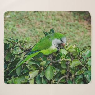 Green parrot sherpa blanket