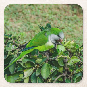 Green parrot square paper coaster
