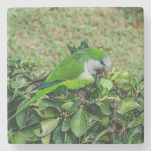 Green parrot stone coaster