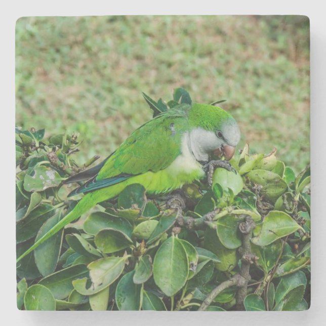 Green parrot stone coaster (Front)