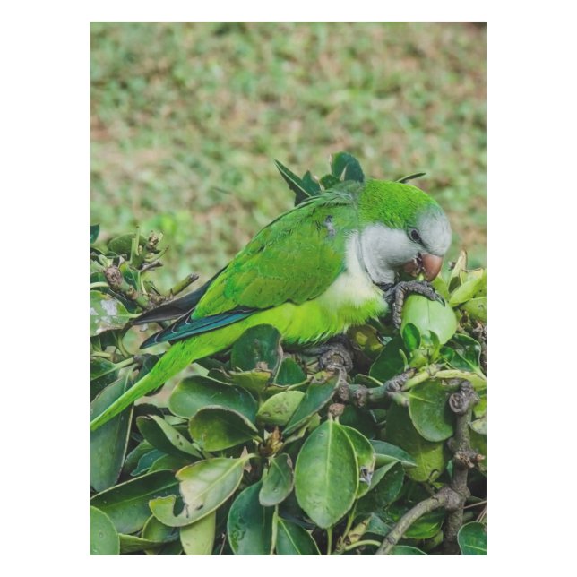 Green parrot tablecloth (Front)