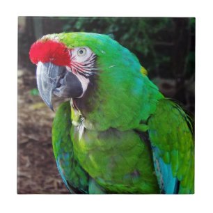 Green Parrot Tile