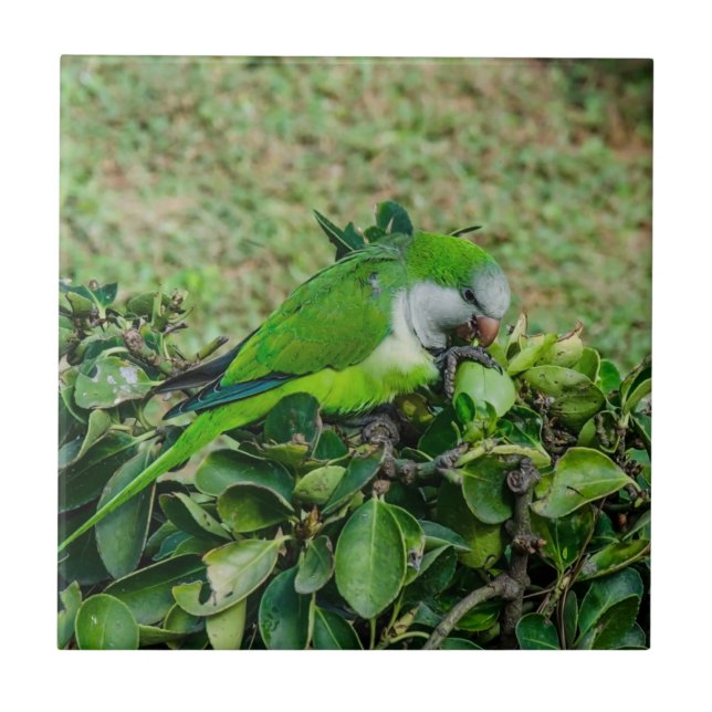 Green parrot tile (Front)
