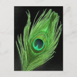 Green Peacock Feather on Black Postcard