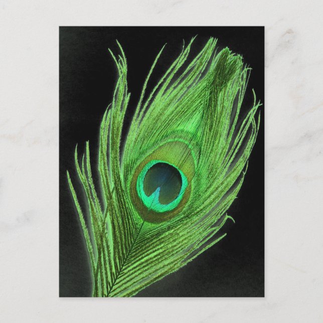 Green Peacock Feather on Black Postcard (Front)