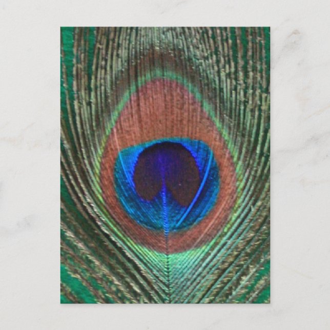 Green Peacock Feather Postcard (Front)