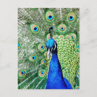 Green Peacock Postcard