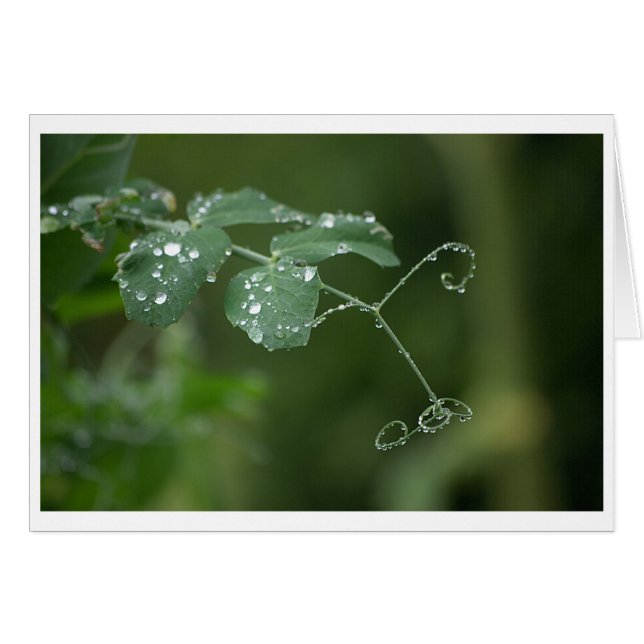 Green Pea's Tears Card (Front Horizontal)