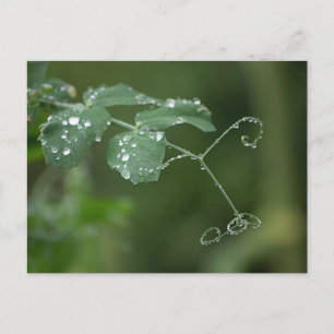 Green Pea's Tears Postcard