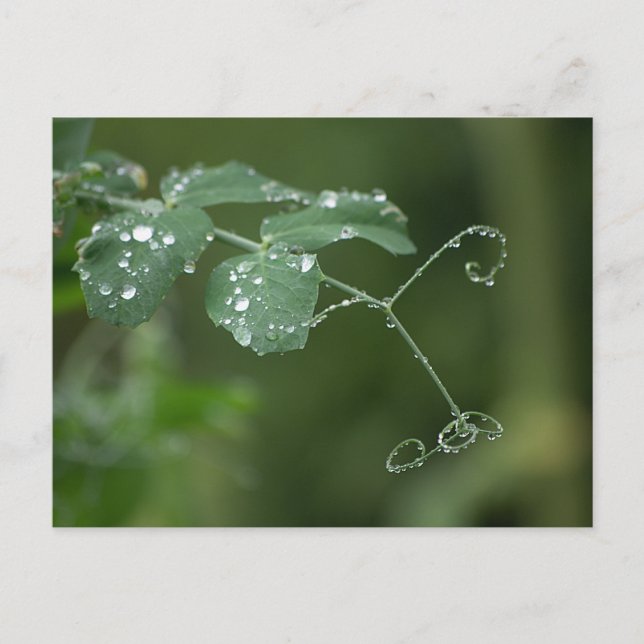 Green Pea's Tears Postcard (Front)