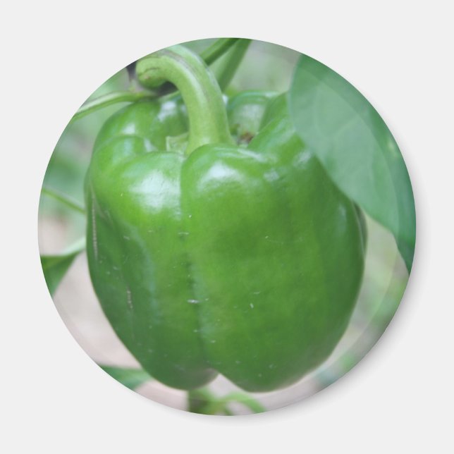Green Pepper Magnet (Front)