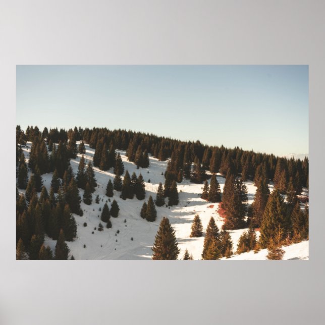 GREEN PINE TREES POSTER (Front)