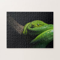 Green Pit Viper - HD Photo Puzzle