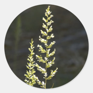 Green Plant Classic Round Sticker