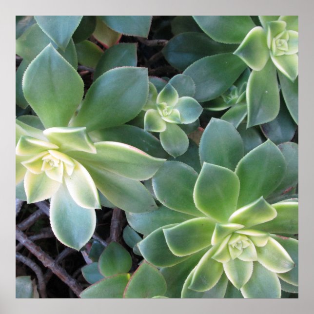 GREEN PLANT POSTER (Front)