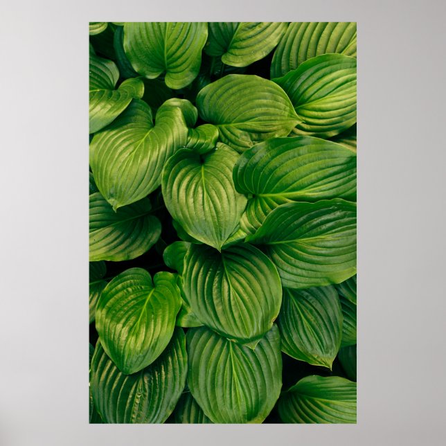 Green plant poster (Front)
