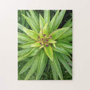 Green Pointed-Leaf Plant Jigsaw Puzzle