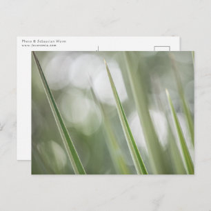Green pointy Plant Nature Photo Postcard