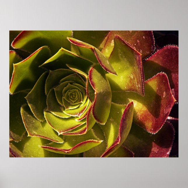 Green Poster (Front)