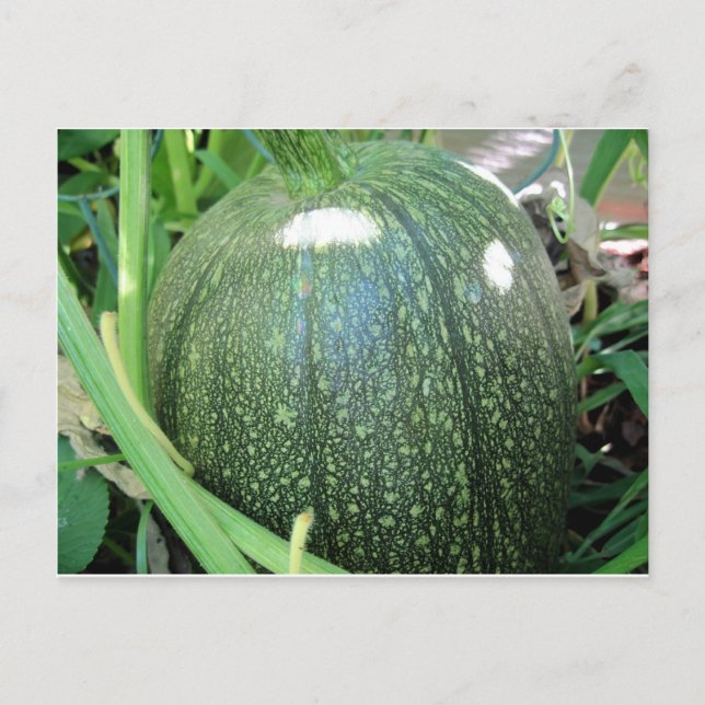 Green Pumpkin Postcard (Front)