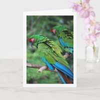Green Red and Blue Parrots