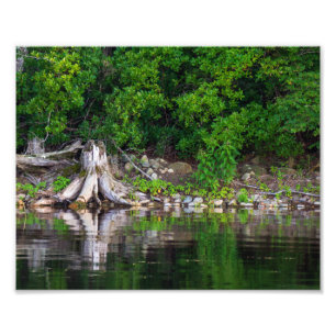 Green Reflections Photo Print