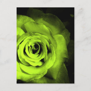 Green Rose Postcard