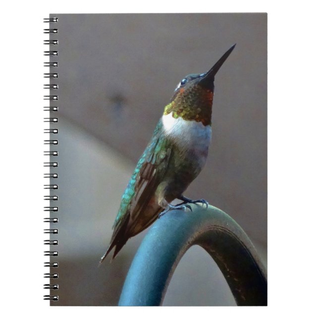 Green Ruby little Hummingbird Notebook (Front)