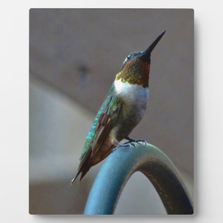 Green Ruby little Hummingbird Plaque