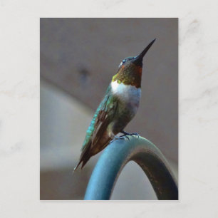 Green Ruby little Hummingbird Postcard