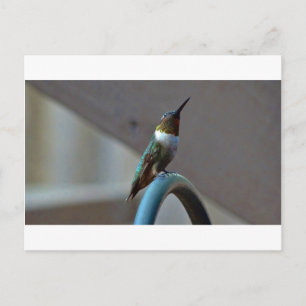 Green Ruby little Hummingbird Postcard