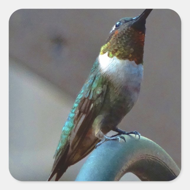 Green Ruby little Hummingbird Square Sticker (Front)