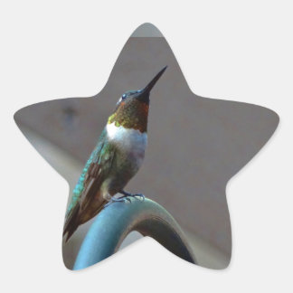 Green Ruby little Hummingbird Star Sticker