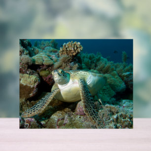 Green Sea Turtle after resting among coral reef Acrylic Sign