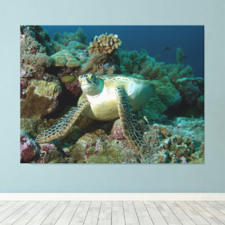 Green Sea Turtle after resting among coral reef | Canvas Print