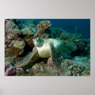 Green Sea Turtle after resting among coral reef Poster
