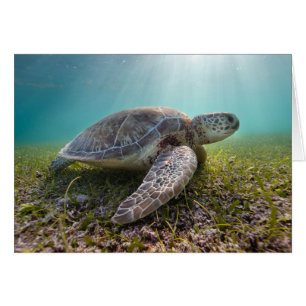 Green Sea Turtle At Dusk Akumal Bay