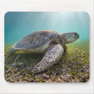 Green Sea Turtle At Dusk Akumal Bay Mouse Pad