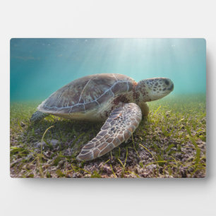 Green Sea Turtle At Dusk Akumal Bay Plaque