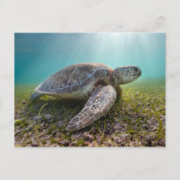 Green Sea Turtle At Dusk | Akumal Bay